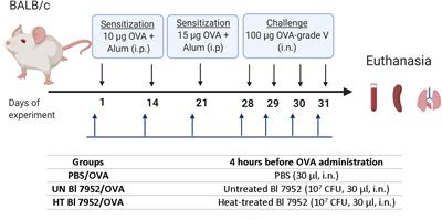 Viability Status-Dependent Effect of Bifidobacterium longum ssp. longum CCM 7952 on Prevention of Allergic Inflammation in Mouse Model